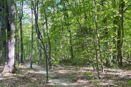 A serene forest scene with tall trees and a winding path, surrounded by lush green foliage and scattered leaves on the ground.
