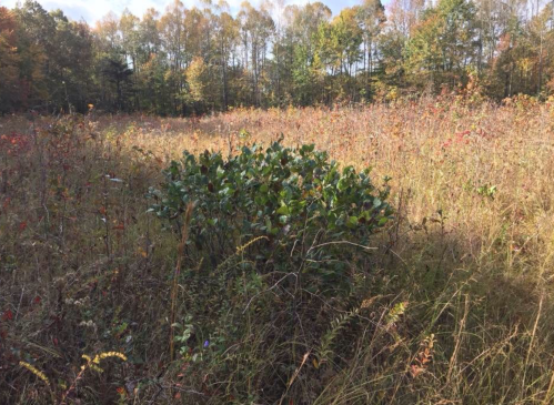 A dense patch of green foliage surrounded by tall grasses and autumn-colored trees in a field.