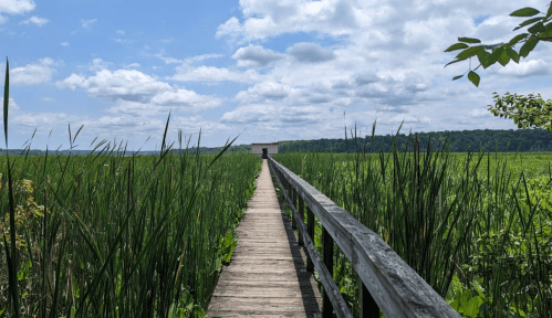 A wooden boardwalk stretches through tall green reeds under a blue sky with scattered clouds.