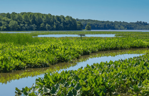 Lush green lily pads and reeds in a tranquil lake, surrounded by trees under a clear blue sky.