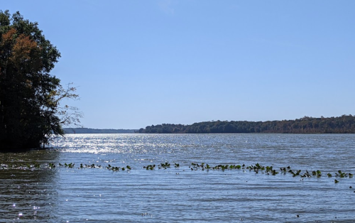 A serene river scene with calm water, lush trees on the shore, and a clear blue sky.
