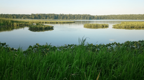A serene lake surrounded by lush green grass and floating islands of vegetation under a clear blue sky.