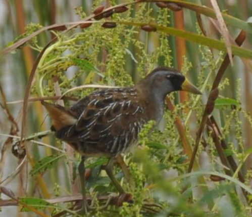 A small bird with brown and white streaks stands among green plants in a wetland environment.