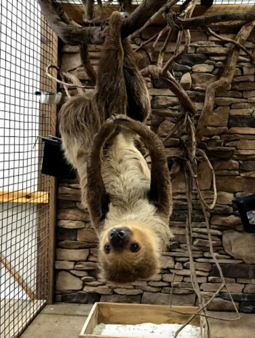 A sloth hanging upside down from a branch in a naturalistic enclosure with a stone wall background.