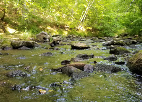 A serene stream flows over smooth rocks, surrounded by lush green foliage and sunlight filtering through the trees.