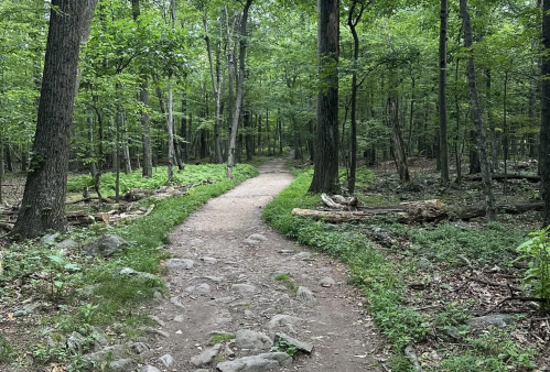 A winding dirt path through a lush green forest, surrounded by trees and scattered rocks.