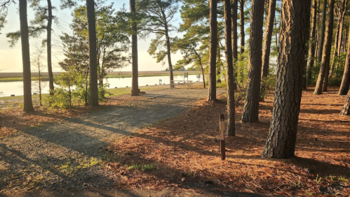A serene forest path leading to a calm water view, surrounded by tall trees and soft sunlight.