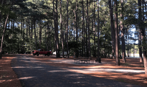 A red truck parked near a picnic area in a wooded park with tall pine trees and a clear sky.