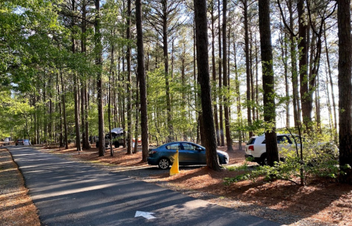 A serene forest scene with tall trees lining a gravel road, parked cars, and dappled sunlight filtering through the leaves.