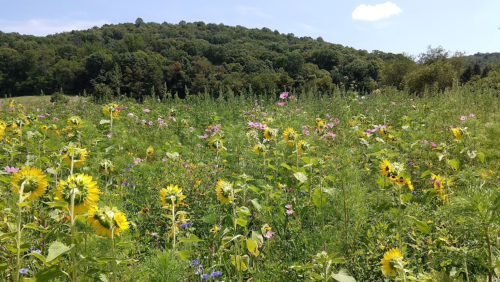 A vibrant field of wildflowers, including sunflowers, with a lush green hillside in the background under a clear blue sky.