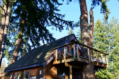 A wooden cabin with a balcony, surrounded by tall trees and a clear blue sky.