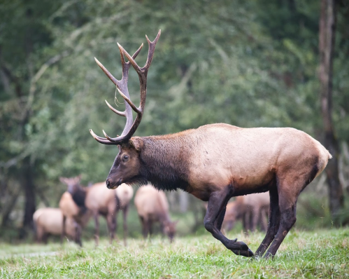 A male elk with large antlers walks through a grassy area, with other elk grazing in the background.
