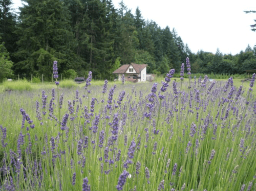A field of lavender blooms in the foreground, with a quaint house and dense trees in the background.