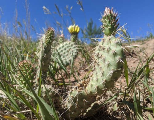 A close-up of a prickly pear cactus with yellow flowers, surrounded by green grass under a clear blue sky.