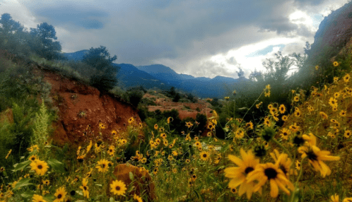 A field of yellow flowers in the foreground with mountains and a cloudy sky in the background.
