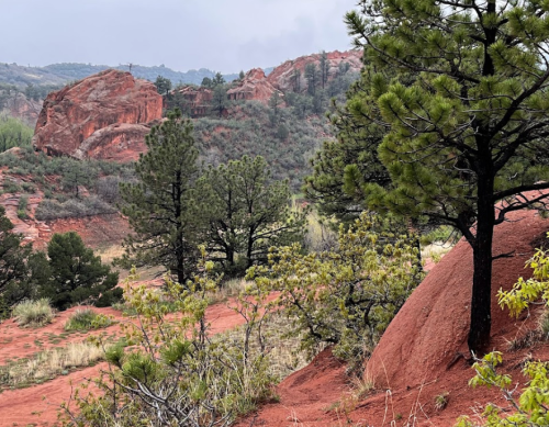 A scenic view of red rock formations and green pine trees in a natural landscape.