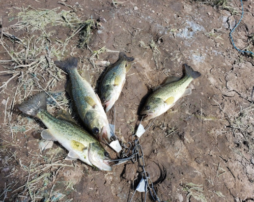 Four bass fish are arranged on the ground, connected by a chain, with tags attached to each fish.