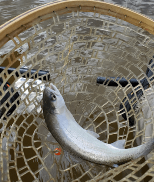 A fish caught in a net, resting on the surface of water, with a wooden frame surrounding it.
