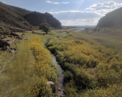 A serene landscape featuring a winding stream surrounded by vibrant yellow flowers and rocky hills under a blue sky.