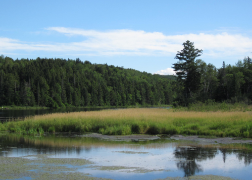A serene landscape featuring a calm lake, lush green trees, and a grassy shoreline under a clear blue sky.