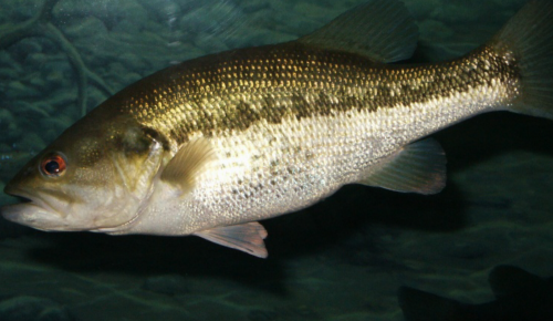 A close-up of a bass fish swimming, showcasing its shiny scales and distinctive markings.