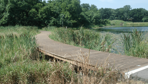 A wooden walkway curves through tall grass, leading to a serene pond surrounded by lush greenery.