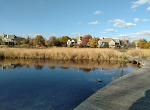 A serene pond surrounded by tall grasses and houses, under a clear blue sky with scattered clouds.