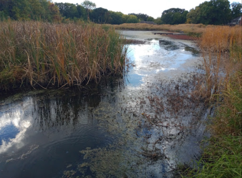 A serene wetland scene with tall grasses, still water, and reflections of clouds in the sky.