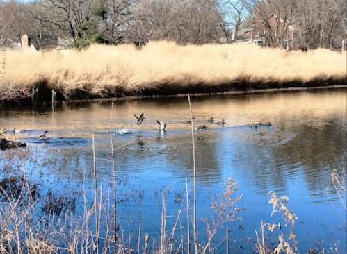 A serene river scene with ducks swimming and tall grass along the banks under a clear blue sky.