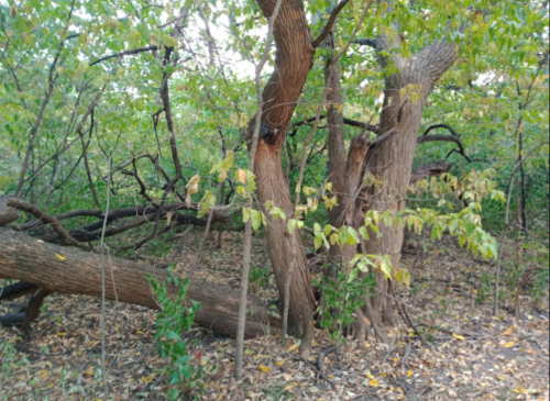 A dense forest scene featuring several trees with green leaves and fallen branches on the ground.