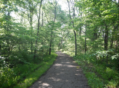 A serene dirt path winding through a lush, green forest with sunlight filtering through the trees.