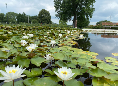 A serene pond filled with green lily pads and blooming white water lilies under a cloudy sky.