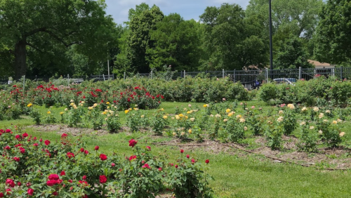 A vibrant garden filled with blooming red and yellow roses, surrounded by lush green trees and a fence in the background.