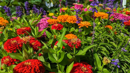 A vibrant garden filled with colorful flowers, including red, orange, pink, and purple blooms amidst lush green leaves.