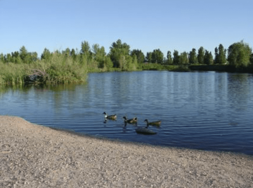 A serene pond with three ducks swimming, surrounded by lush greenery and clear blue skies.