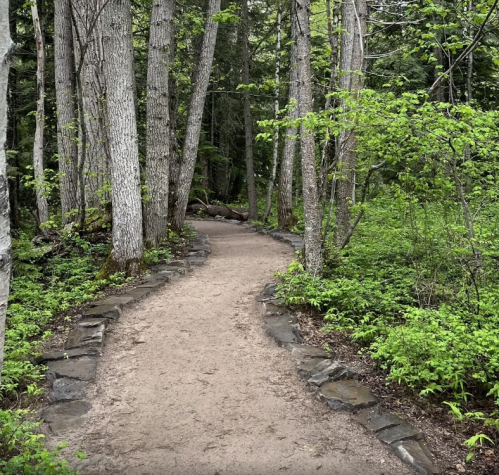 A winding dirt path through a lush green forest, surrounded by tall trees and vibrant foliage.