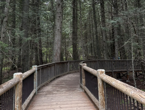A winding wooden boardwalk through a dense forest of tall trees.