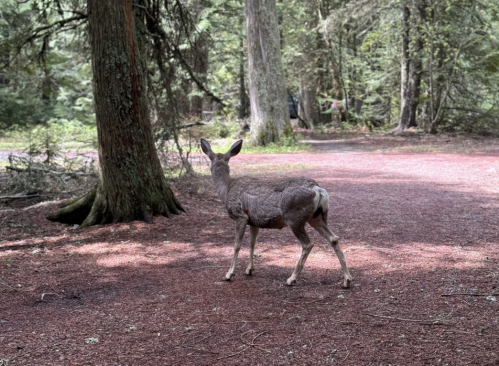 A deer stands on a forest path, surrounded by trees and a carpet of reddish-brown forest floor.