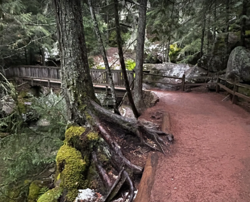 A winding path through a lush forest, with moss-covered trees and a wooden bridge in the background.