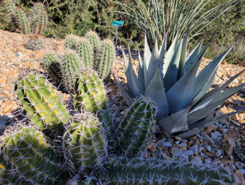 A variety of cacti and succulents growing among rocky soil in a sunny outdoor setting.