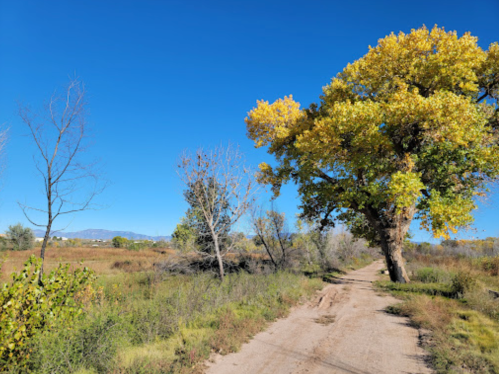 A dirt path winds through a grassy area with a large tree displaying yellow leaves under a clear blue sky.