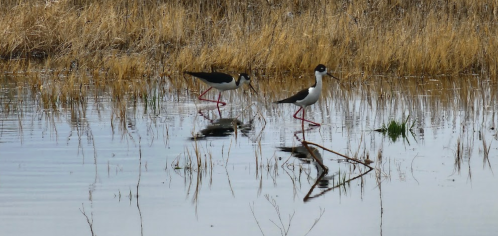 Two black-necked stilts wade through shallow water, surrounded by tall grass and reflections in the calm surface.