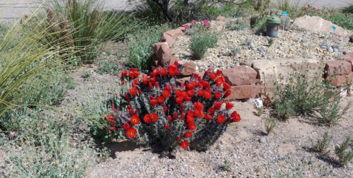 A cluster of vibrant red flowers blooms among rocky soil and green plants in a desert garden setting.