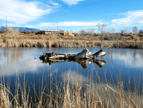 A serene pond with a log floating on the water, surrounded by tall grasses and distant buildings under a blue sky.