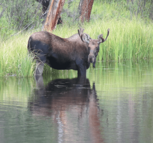 A moose standing in shallow water, surrounded by tall grass and trees, reflecting in the calm surface.
