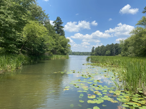 A serene lake surrounded by lush greenery and lily pads under a bright blue sky with fluffy clouds.