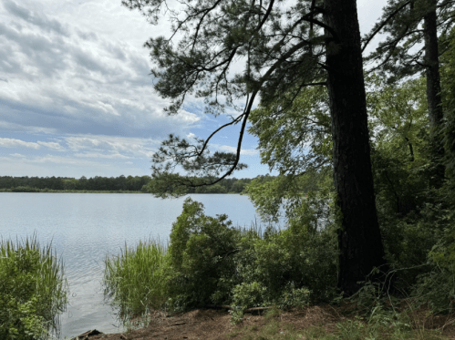 A serene lake surrounded by trees and lush greenery under a cloudy sky.
