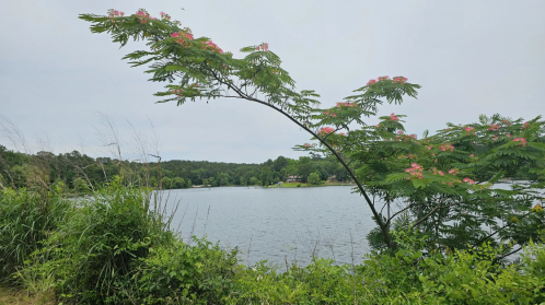 A serene lake view framed by lush greenery and a flowering tree, under a cloudy sky.