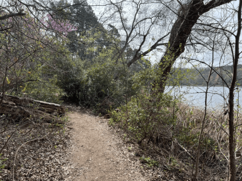 A winding dirt path through lush greenery, leading to a calm lake surrounded by trees.