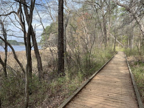 A wooden boardwalk winds through a wooded area near a calm lake, surrounded by trees and greenery.